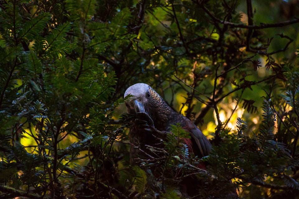 Stewart Island New Zealand (7)