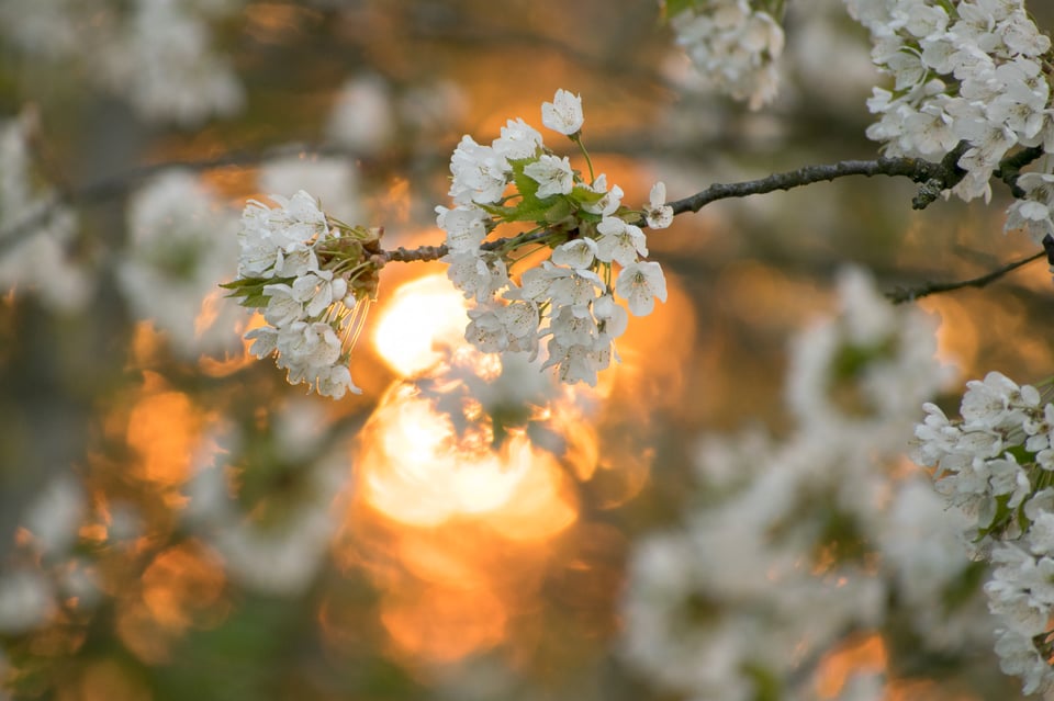 Nikon 70-300mm VR AF-P Bokeh