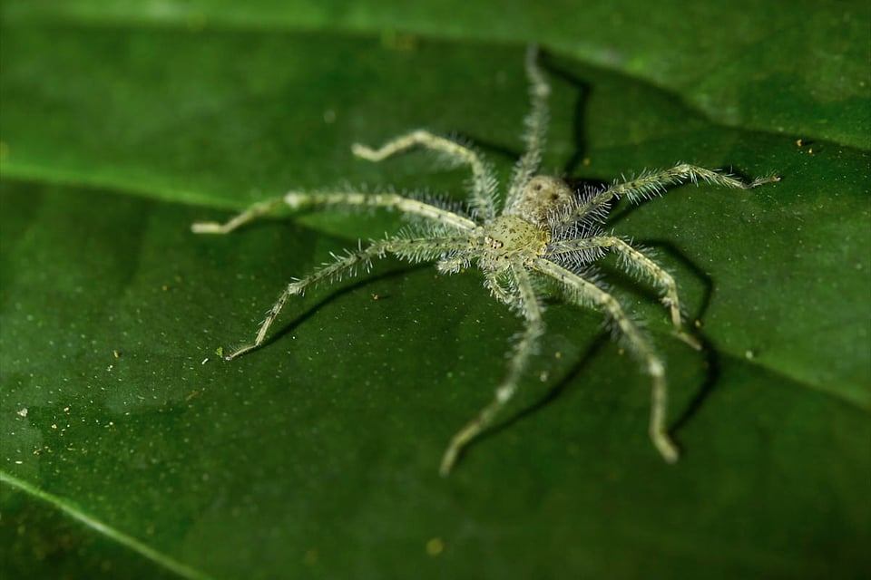 Costa Rica (1)