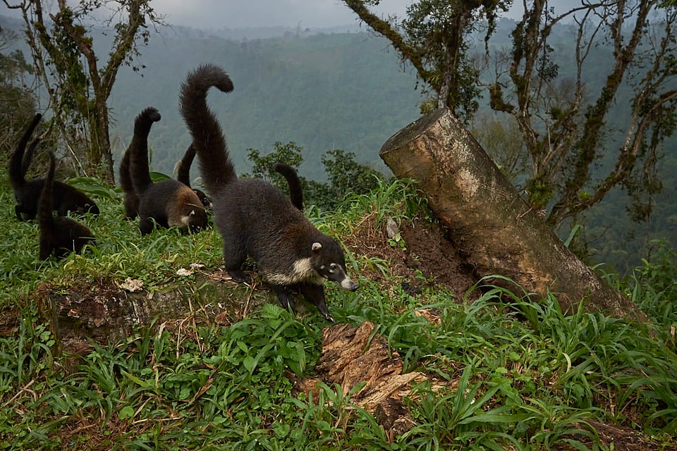 Costa Rica (12)