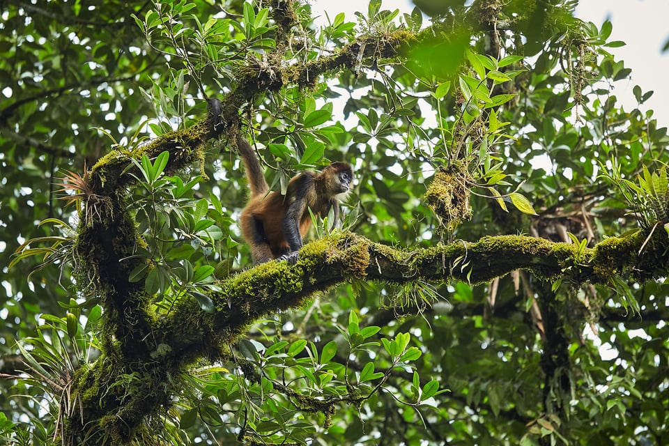 Costa Rica (15)