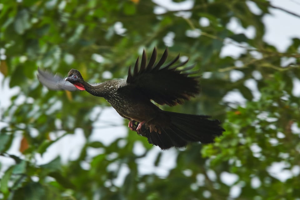 Costa Rica (17)