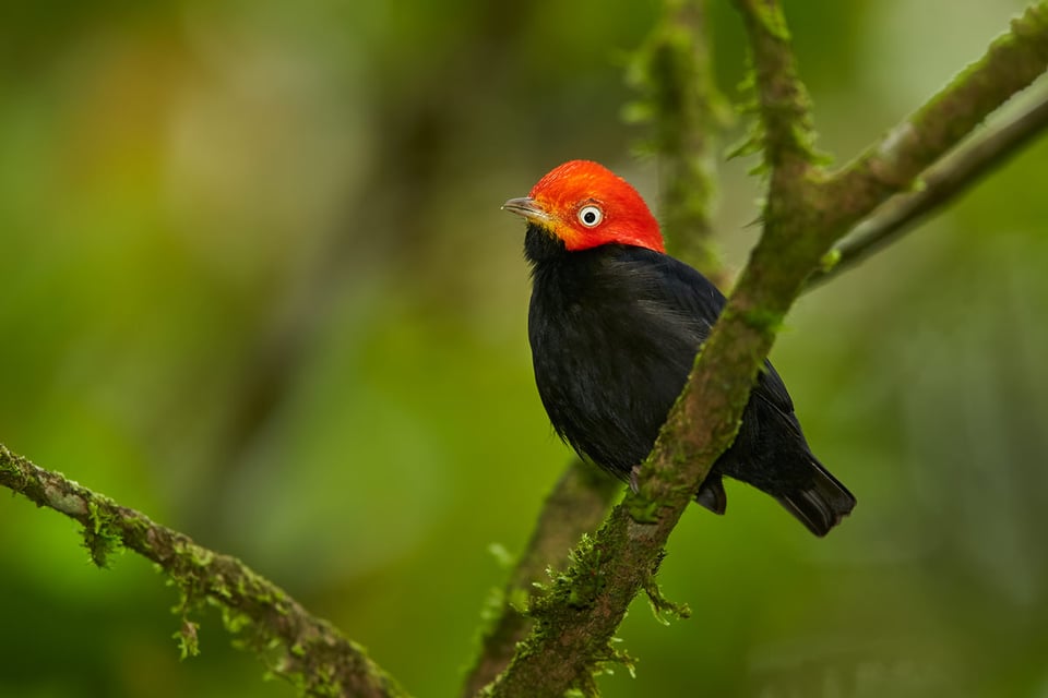 Costa Rica (18)