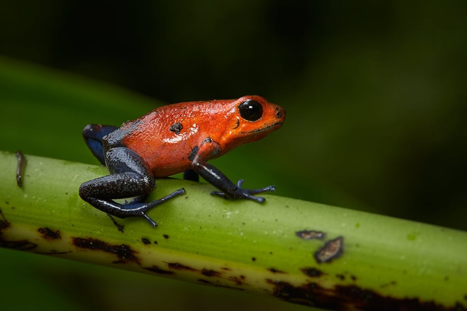 Costa Rica (19)