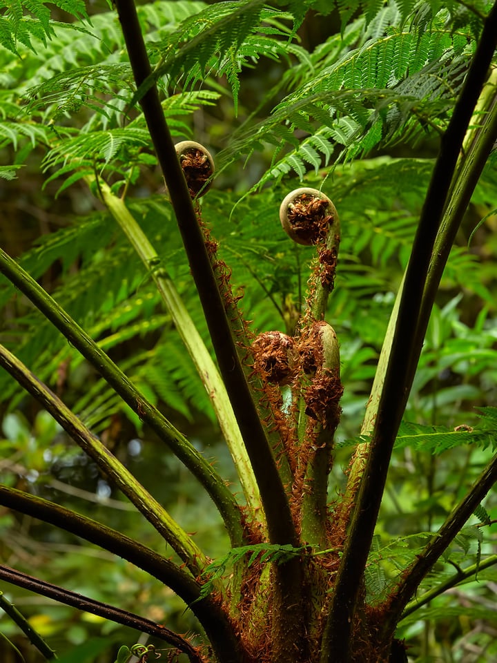 Costa Rica (9)