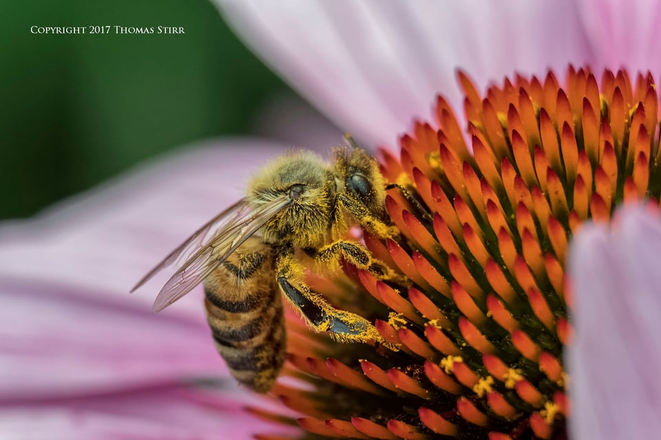 bees with 5 lenses 1