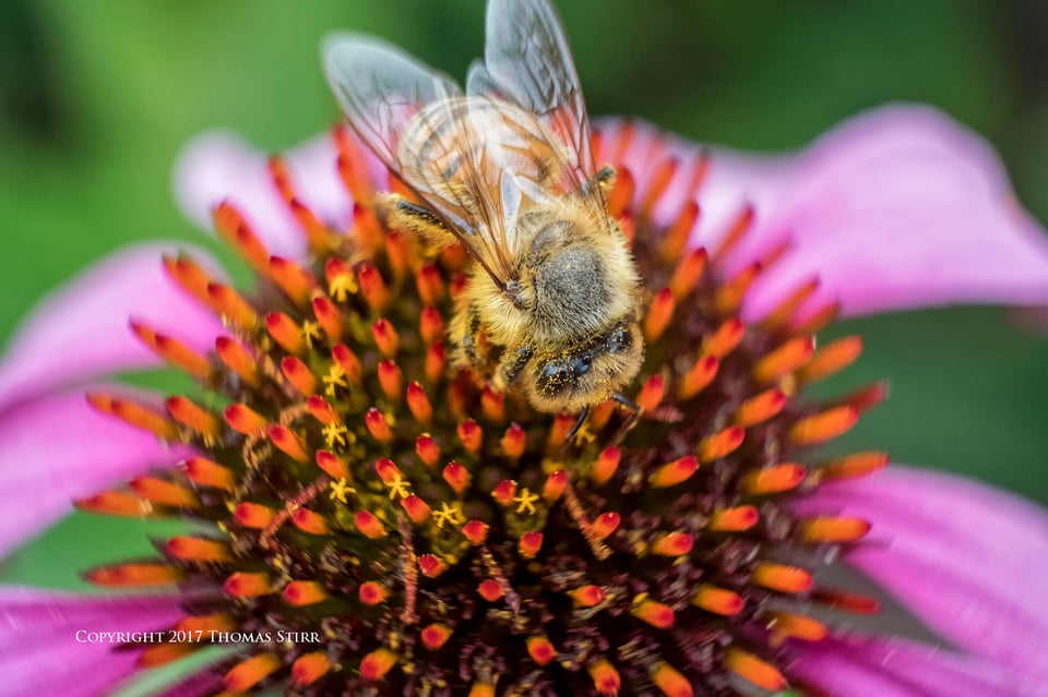 bees with 5 lenses 10