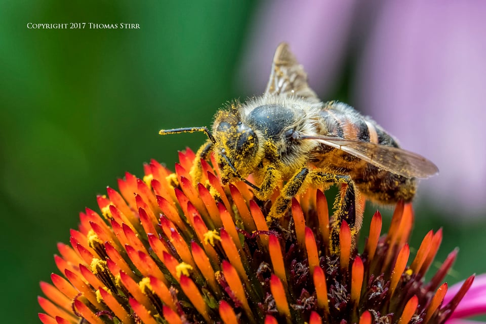 bees with 5 lenses 2