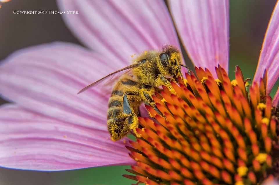 bees with 5 lenses 3