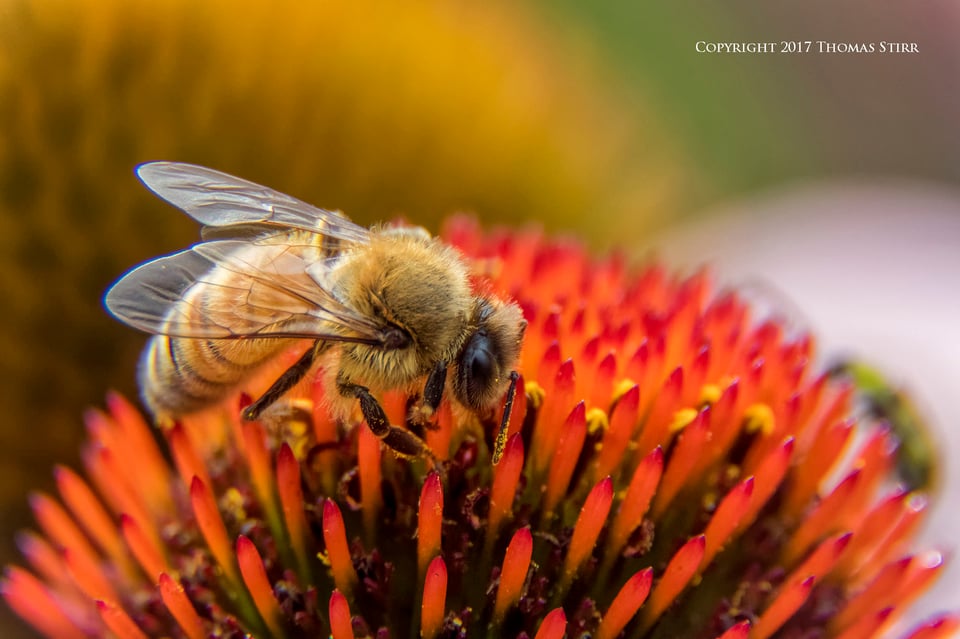 bees with 5 lenses 4