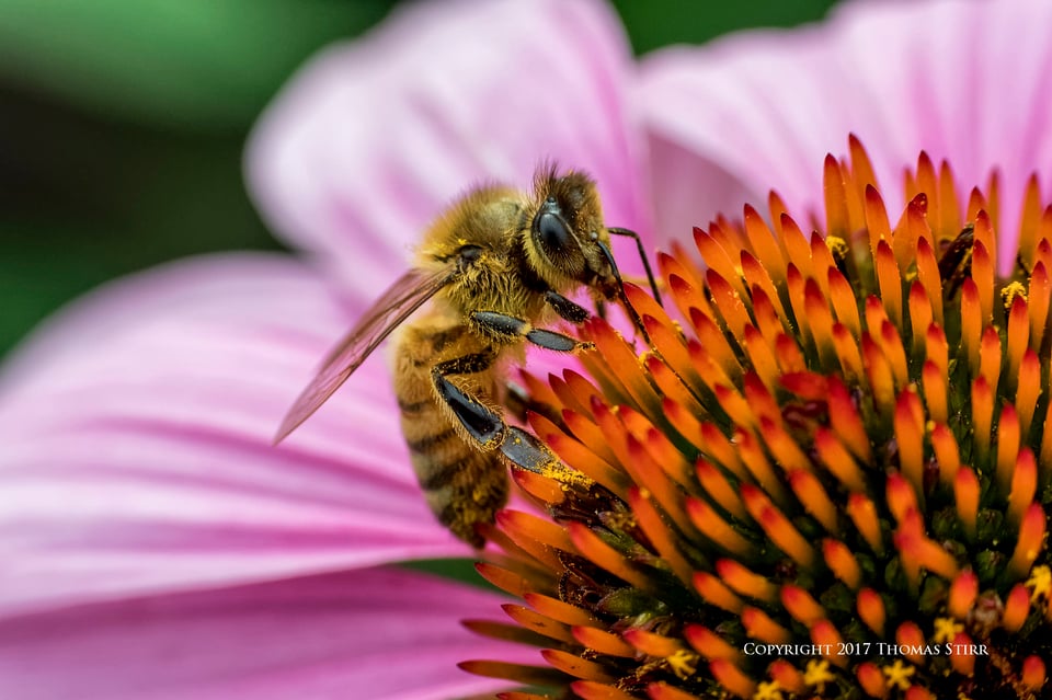 bees with 5 lenses 5