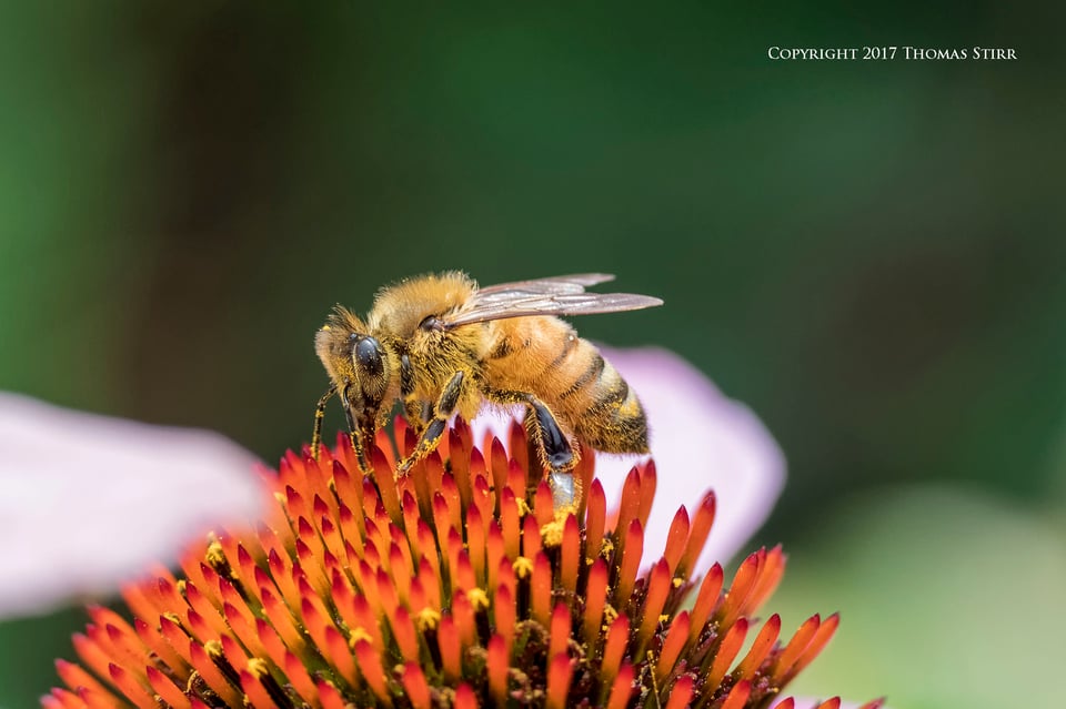 bees with 5 lenses 6