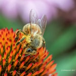 bees with 5 lenses 7