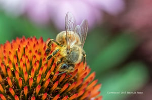 bees with 5 lenses 7