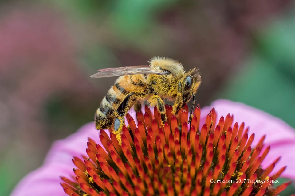 bees with 5 lenses 8