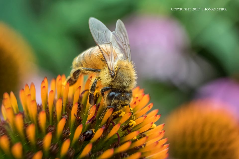 bees with 5 lenses 9