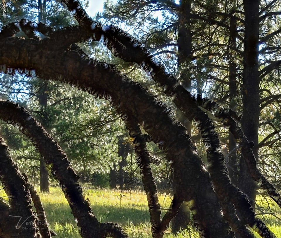 Detail image with lots of branches