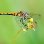 Focusing dragonfly macro photography