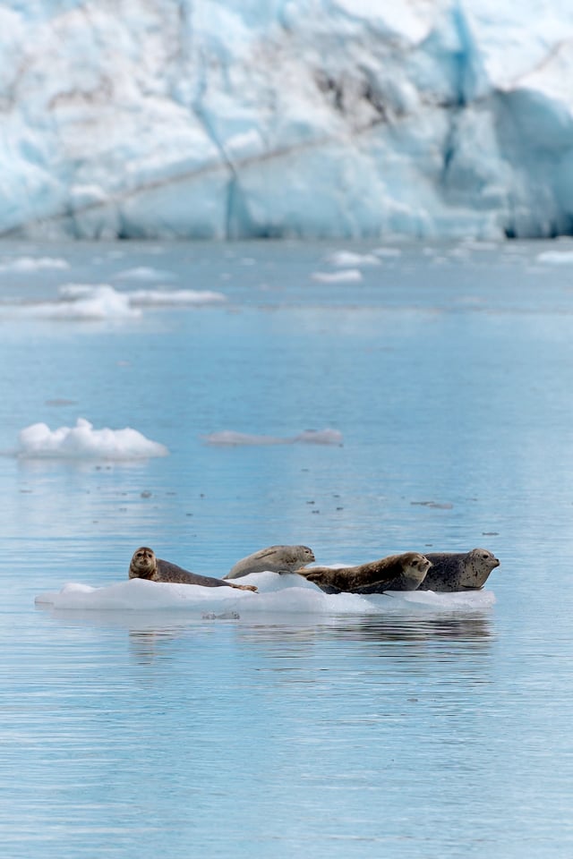 Image 11 Meares Glacier