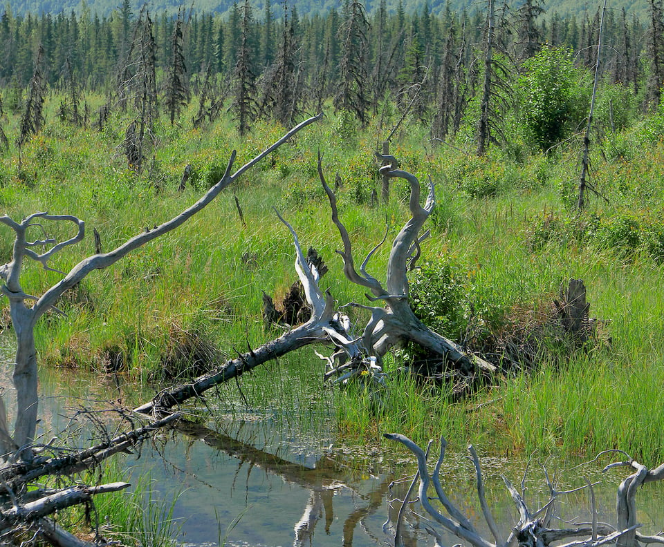 Image 18 Duelling trees