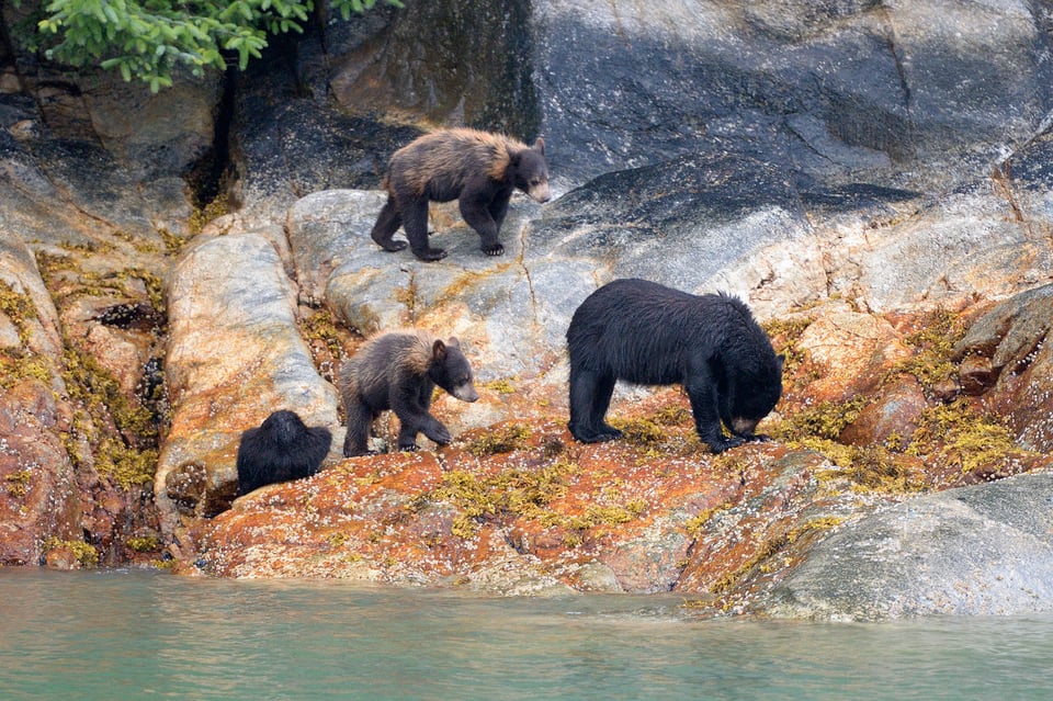 Image 3 Tracy Arm fjord