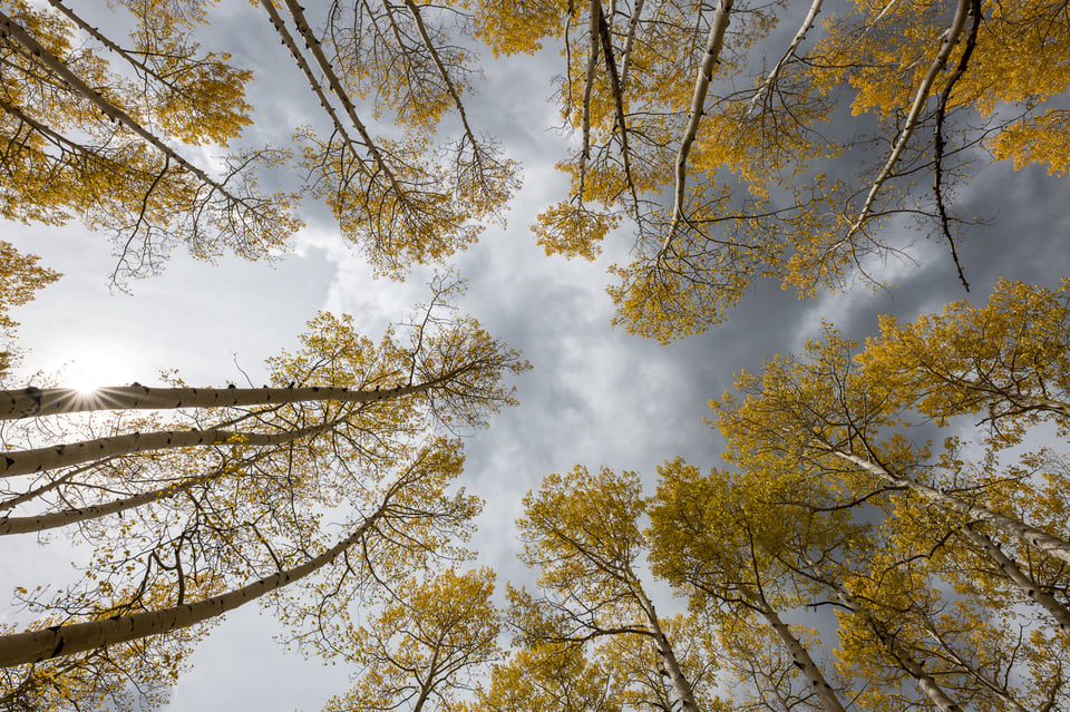 An image sample from the Nikon D850. This landscape photo shows yellow aspen trees in fall.