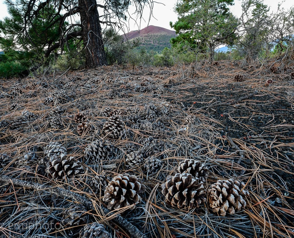 Focus stack of pine cones on the ground
