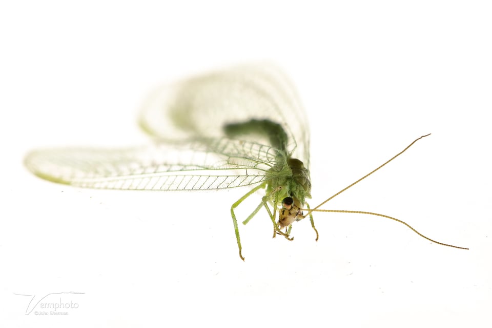 Culled Lacewing