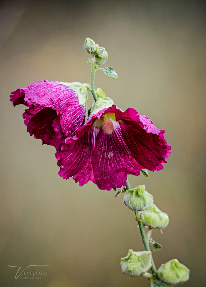 Hollyhock