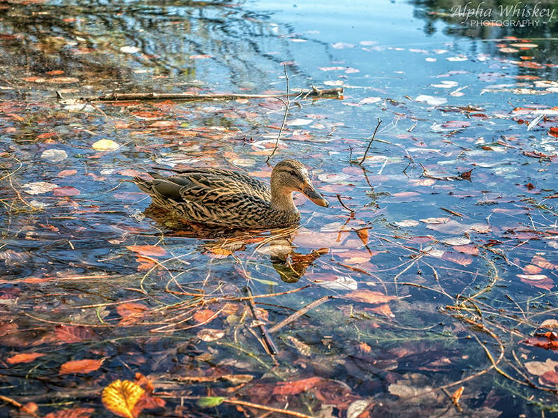 Plitvice Lakes 22