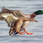 birding in a bag 5