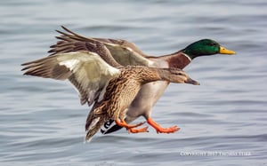 birding in a bag 5