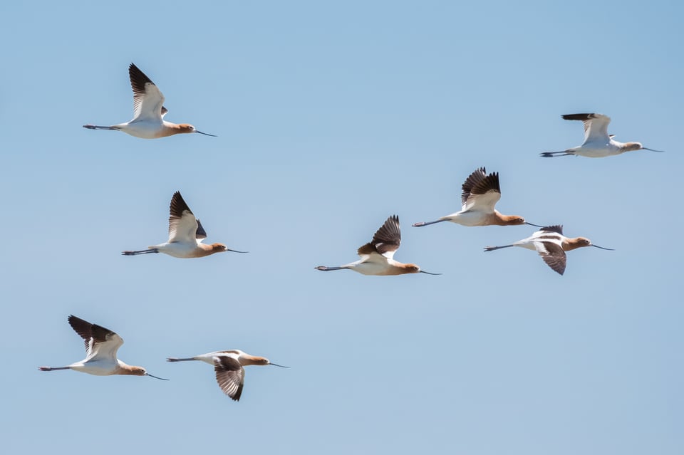 American Avocets