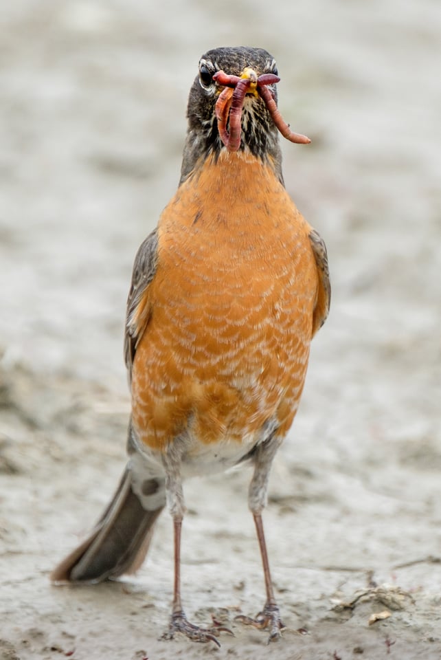 American Robin