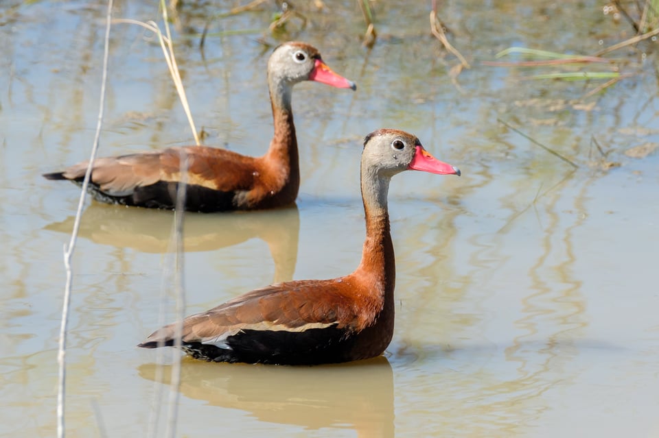 Black-bellied whistling Ducks