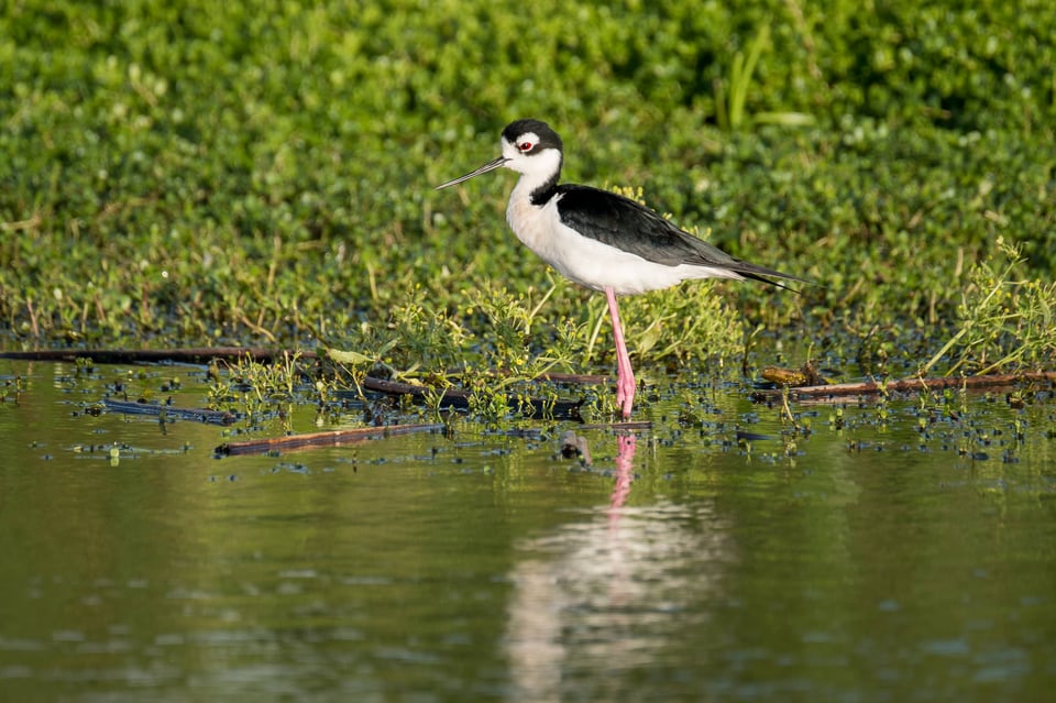 Black-necked stilt