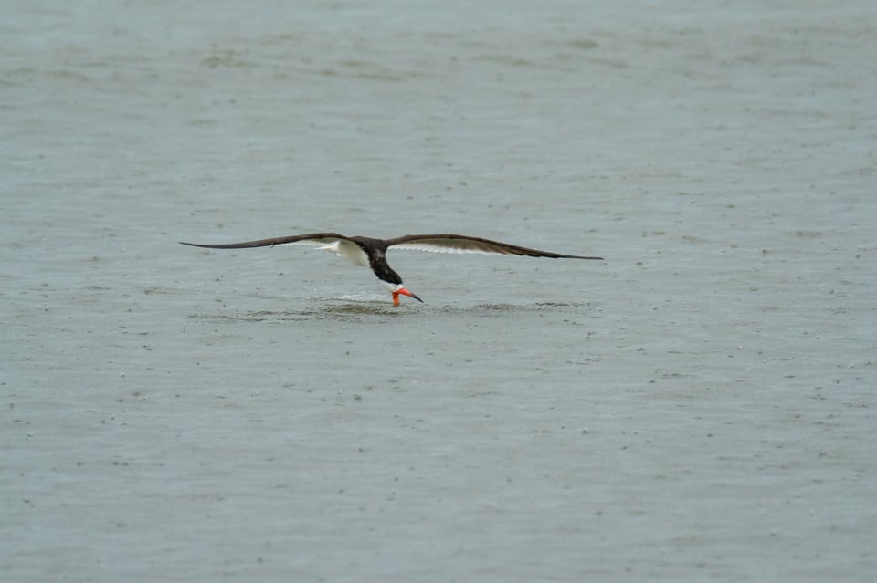 Black skimmer 1