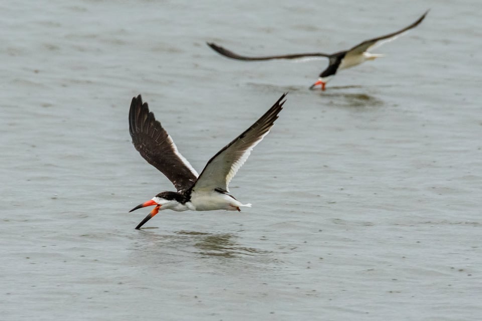 Black skimmer 2