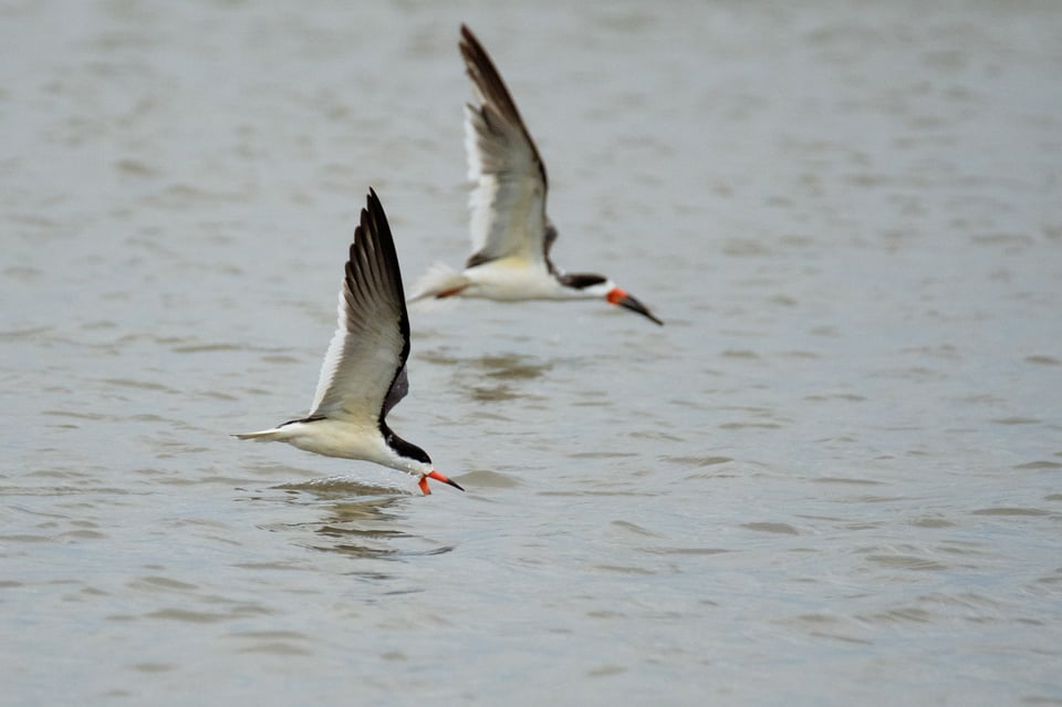 Black skimmer 3