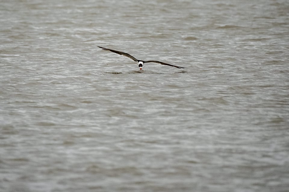 Black skimmer 4