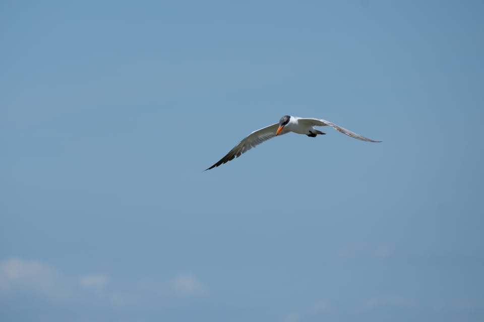 Caspian Tern