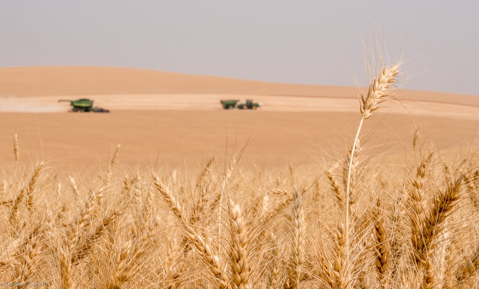 Combine Truck and Wheat