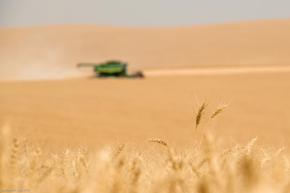 Combine and Wheat