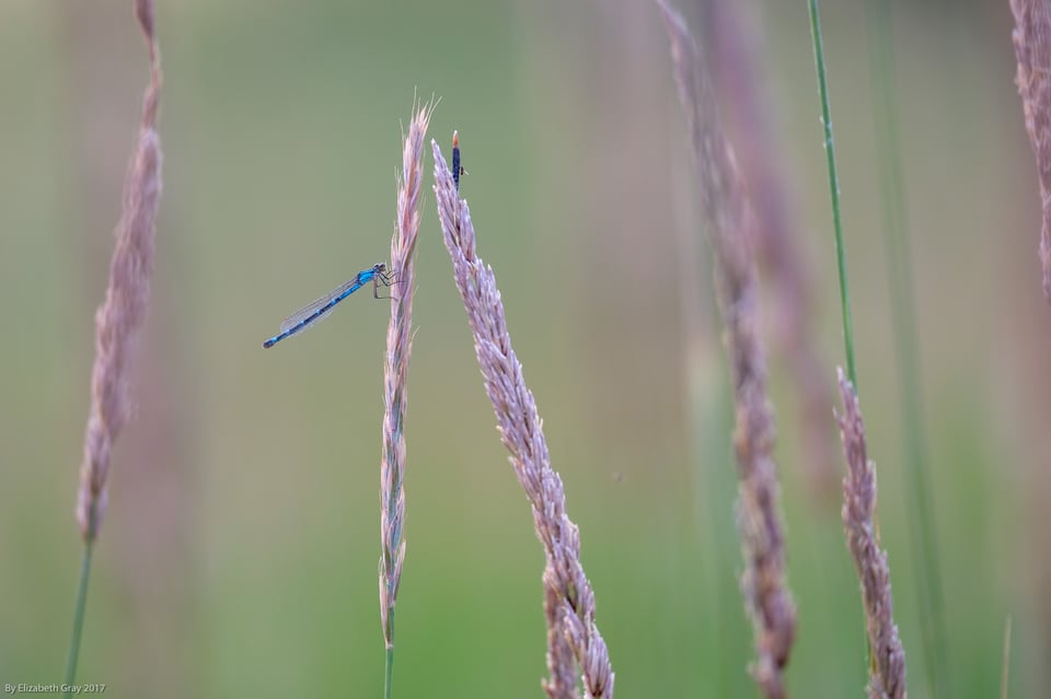 Cranbrook_Dragonfly