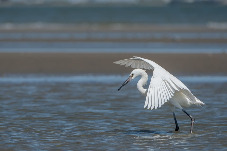 White Morph Reddish Egret 3