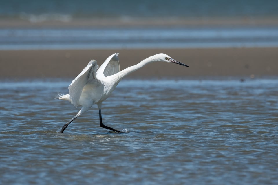 White Morph Reddish Egret 2