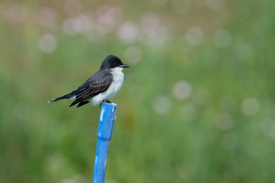 Eastern Kingbird