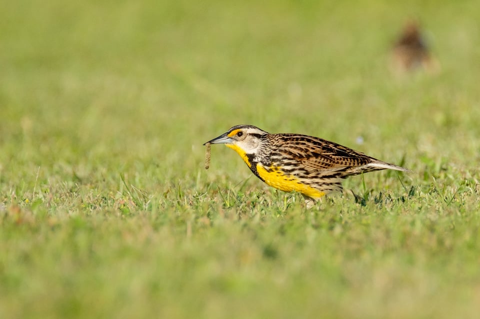 Eastern Meadowlark