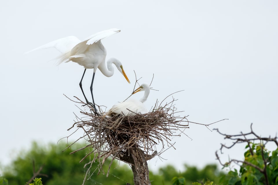 Great Egret Pair