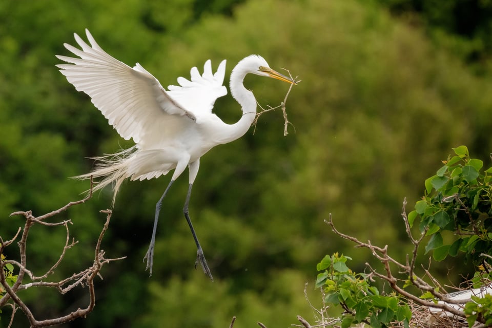 Great Egret